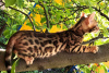 Photo №1. bengal cat - for sale in the city of Знаменка | 292$ | Announcement № 10504