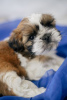 Photo №4. I will sell shih tzu in the city of Kiev. private announcement - price - 715$