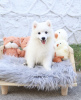 Photo №2 to announcement № 99456 for the sale of samoyed dog - buy in Germany private announcement, from nursery, from the shelter