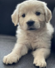 Photo №1. golden retriever - for sale in the city of Trondheim | negotiated | Announcement № 78486