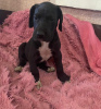 Photo №1. great dane - for sale in the city of Labinsk | 405$ | Announcement № 11448