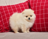 Photo №2 to announcement № 100395 for the sale of pomeranian - buy in United States private announcement