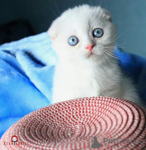 Photo №4. I will sell scottish fold in the city of Stavropol. from nursery - price - negotiated