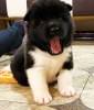 Photo №1. american akita - for sale in the city of Kiev | negotiated | Announcement № 17362