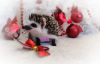 Additional photos: African pygmy hedgehog