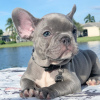 Photo №2 to announcement № 100261 for the sale of french bulldog - buy in Poland private announcement, from nursery, from the shelter, breeder