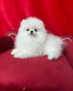 Photo №1. pomeranian - for sale in the city of Cologne | 380$ | Announcement № 120163