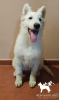 Photo №2 to announcement № 15813 for the sale of berger blanc suisse - buy in Russian Federation from nursery