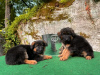 Photo №4. I will sell german shepherd in the city of Jülich. private announcement - price - 423$