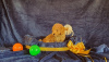 Photo №3. Mini and toy poodles. Serbia