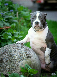 Photo №1. american bully - for sale in the city of St. Petersburg | Negotiated | Announcement № 2919