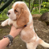 Photo №1. beagle - for sale in the city of Гамбург | 500$ | Announcement № 119504