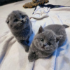 Photo №3. Scottish kittens. Moldova