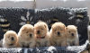 Photo №2 to announcement № 108065 for the sale of chow chow - buy in Germany 