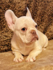 Photo №3. French bulldog. United States