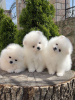 Additional photos: Pomeranian puppies