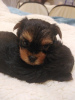 Photo №3. Baby-face Yorkie puppies looking for a new home.. Latvia