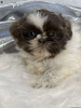 Photo №1. shih tzu - for sale in the city of Bergheim | negotiated | Announcement № 44773