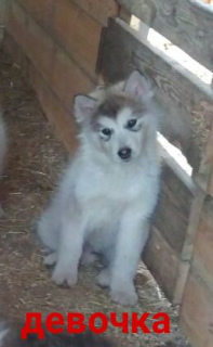 Photo №1. alaskan malamute - for sale in the city of Yekaterinburg | 215$ | Announcement № 6945