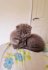 Photo №1. scottish fold - for sale in the city of Ипр | Is free | Announcement № 118051