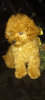 Photo №1. poodle (toy) - for sale in the city of Zaporizhia | 2132$ | Announcement № 8776