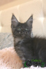 Photo №2 to announcement № 10377 for the sale of maine coon - buy in Russian Federation private announcement, from nursery, breeder
