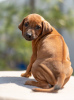 Photo №2 to announcement № 53361 for the sale of rhodesian ridgeback - buy in Russian Federation from nursery