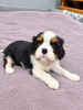 Additional photos: Ideal Cavalier King Charles Spaniel puppies.