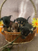 Photo №2 to announcement № 56680 for the sale of russkiy toy - buy in Belarus private announcement, breeder