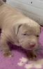 Additional photos: American bully puppies