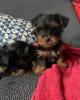 Additional photos: Adorable Yorkie puppies for sale