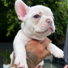 Additional photos: French Bulldog puppies