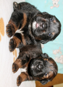 Photo №3. Tibetan mastiff puppies for sale. Russian Federation