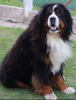 Additional photos: Bernese Mountain Dog