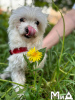 Photo №3. Maltese puppy. Germany