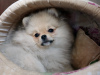 Additional photos: Pomeranian girl, standard