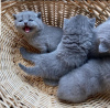 Photo №1. scottish fold - for sale in the city of Sydney | negotiated | Announcement № 71720