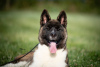 Photo №1. american akita - for sale in the city of Ниш | negotiated | Announcement № 57268