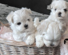 Photo №2 to announcement № 8027 for the sale of maltese dog - buy in Greece 