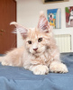 Photo №1. maine coon - for sale in the city of Berlin | 423$ | Announcement № 104586