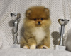 Photo №1. pomeranian - for sale in the city of Zrenjanin | negotiated | Announcement № 103392