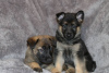 Photo №2 to announcement № 125086 for the sale of german shepherd - buy in Germany private announcement