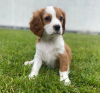 Photo №2 to announcement № 32223 for the sale of cavalier king charles spaniel - buy in Germany private announcement