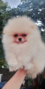 Photo №2 to announcement № 67909 for the sale of pomeranian - buy in Serbia breeder