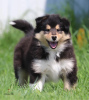 Additional photos: Collie puppies