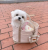 Photo №1. maltese dog - for sale in the city of Helsinki | 475$ | Announcement № 111742