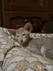 Additional photos: Oriiki's kittens