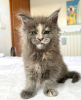 Photo №1. maine coon - for sale in the city of Berlin | 317$ | Announcement № 103716