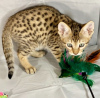 Photo №1. savannah cat - for sale in the city of Brussels | negotiated | Announcement № 118462