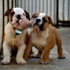 Additional photos: English bulldog, top breed